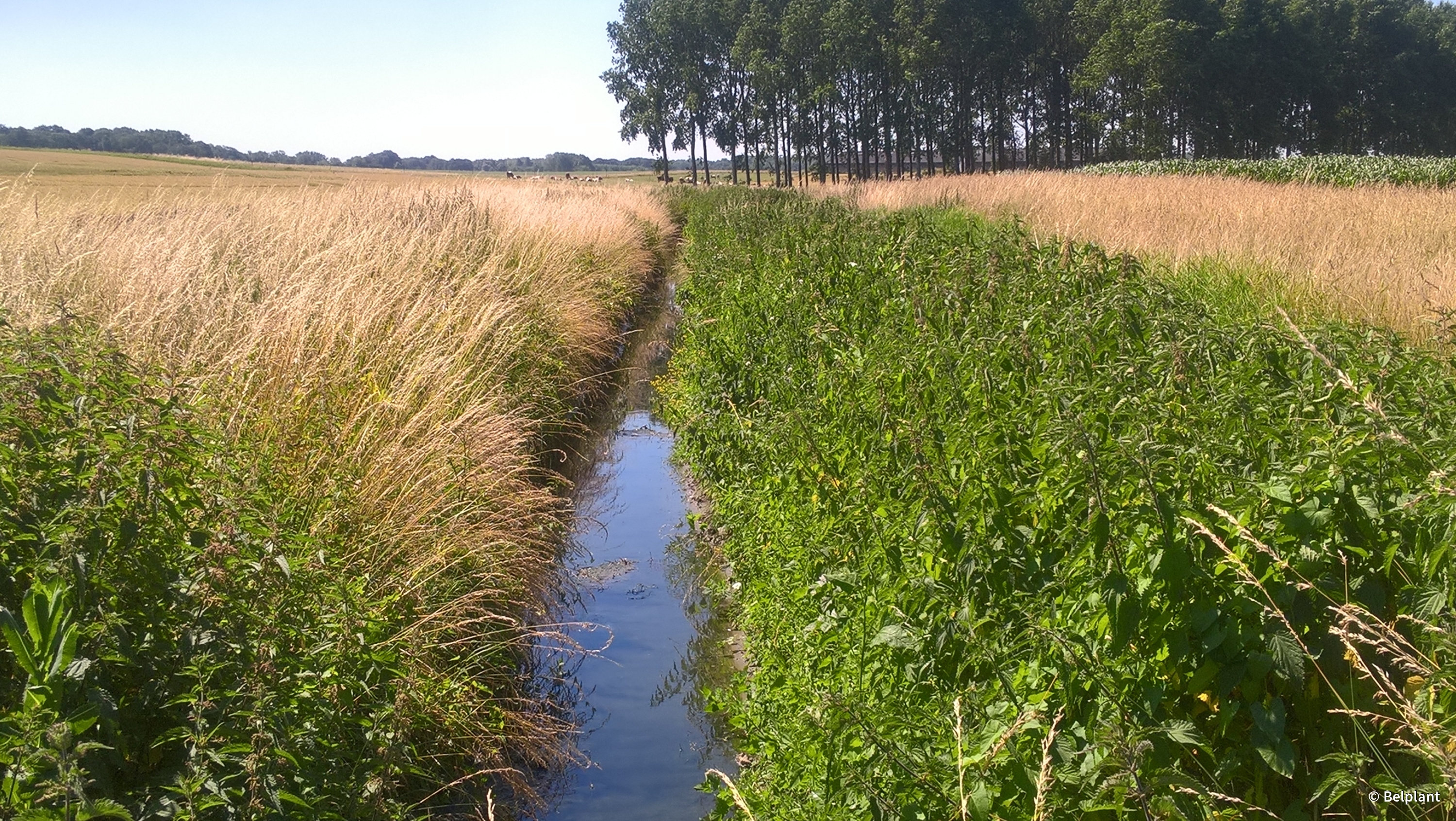 strongjournee-mondiale-de-l-eau-strongbr-protection-des-cultures-et-qualite-de-l-eau--innovation-utilisation-correcte-et-recyclage