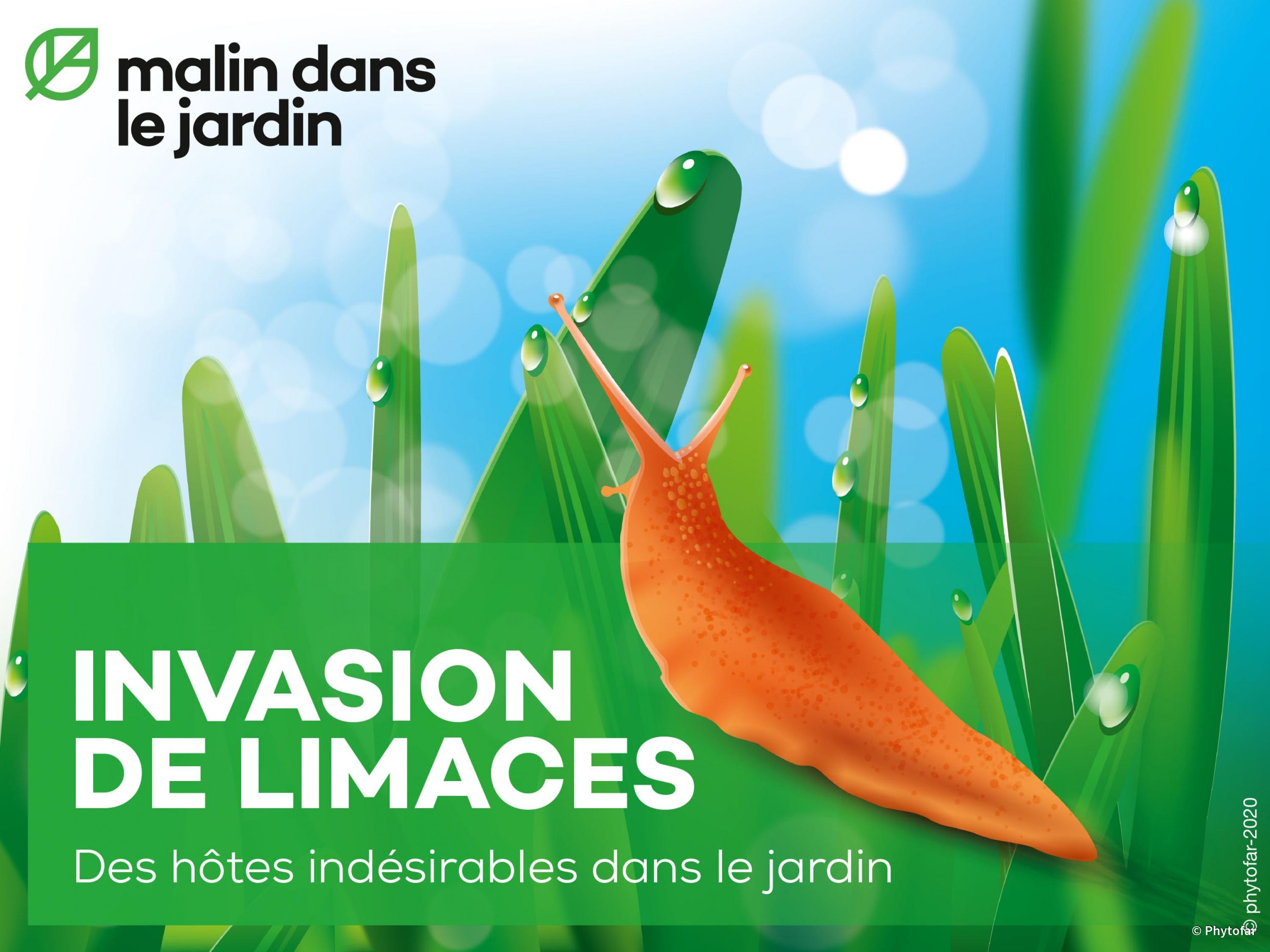 invasion-de-limaces-des-hotes-indesirables-dans-le-jardin