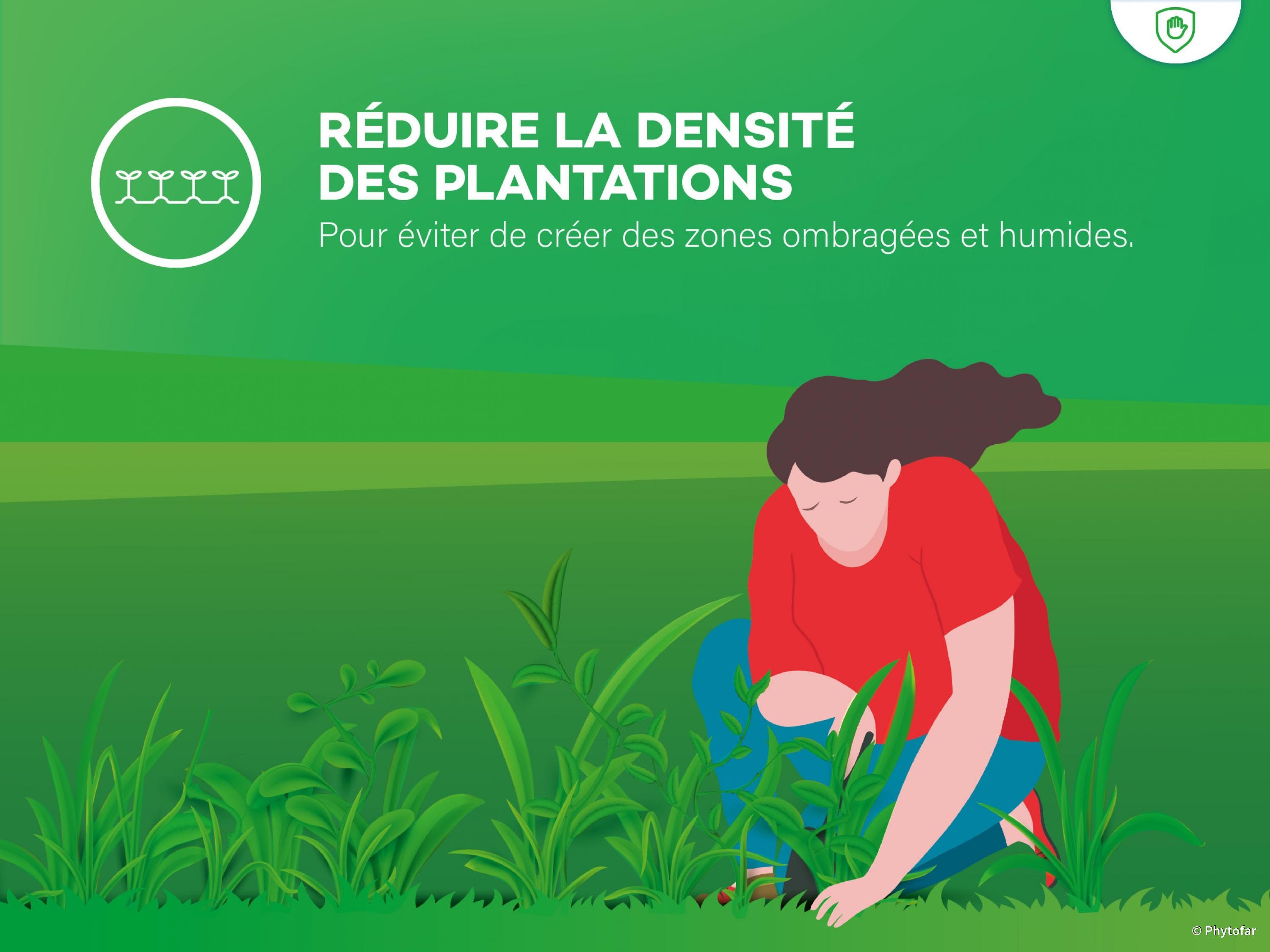 eviter-la-proliferation-de-limaces-eviter-la-proliferation-des-hotes-indesirables-dans-le-jardin