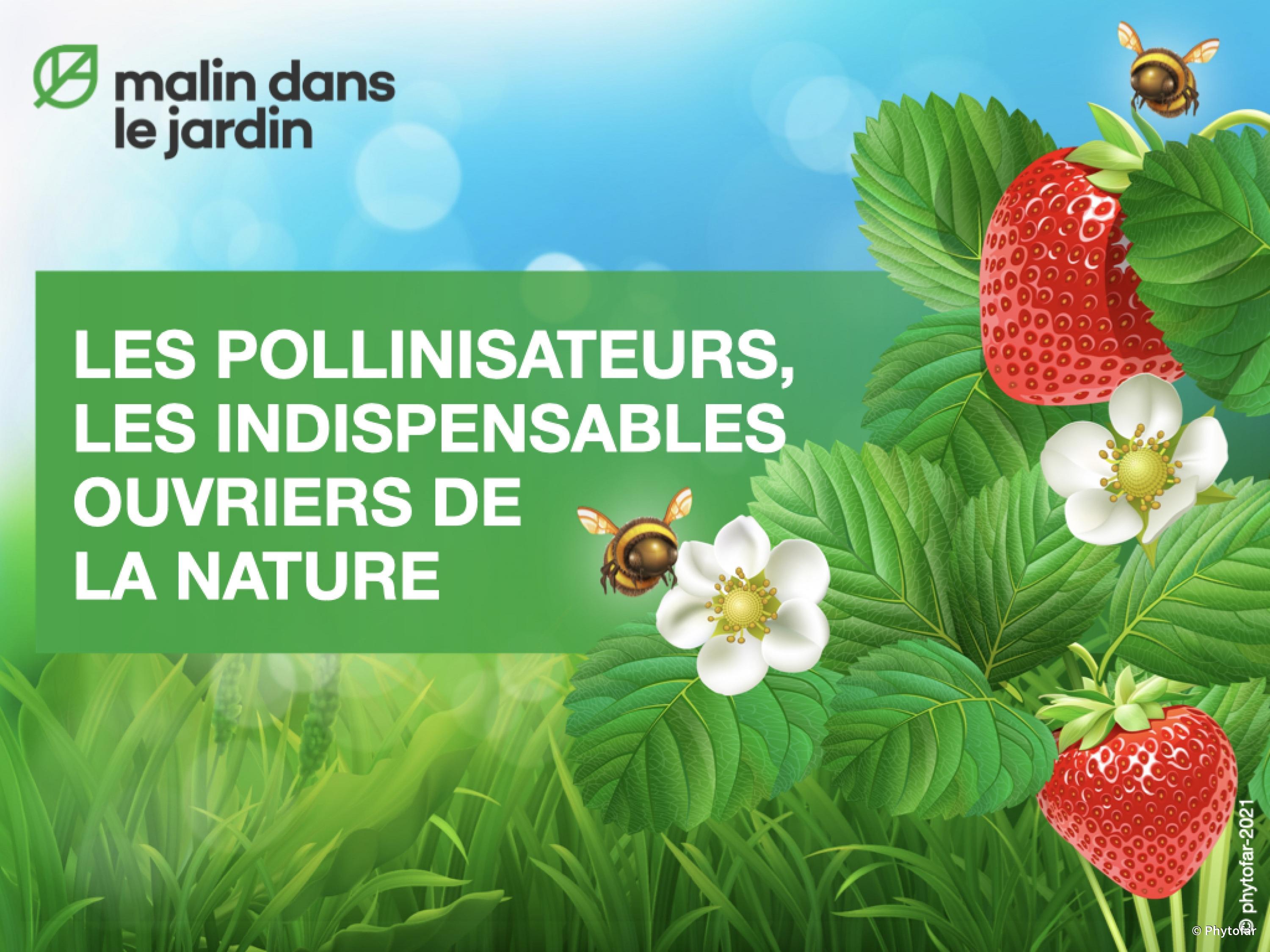 les-pollinisateurs--les-indispensables-ouvriers-de-la-nature