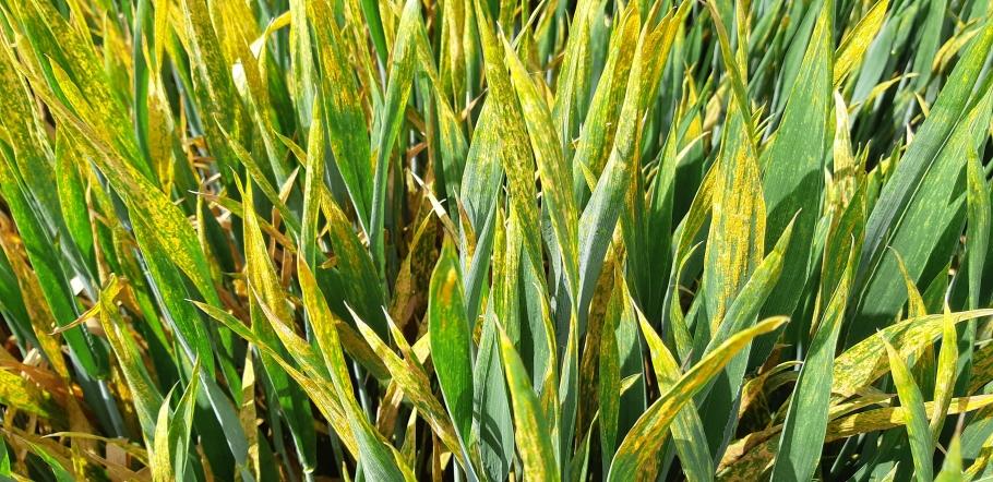 importance-des-produits-de-protection-des-plantes-une-alimentation-saine-et-dexcellente-qualite-en-abondance