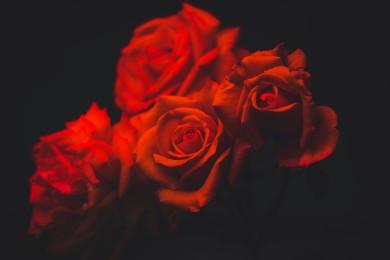 l-afsca-veille-a-la-sante-des-roses-que-vous-offrez-a-votre-valentine