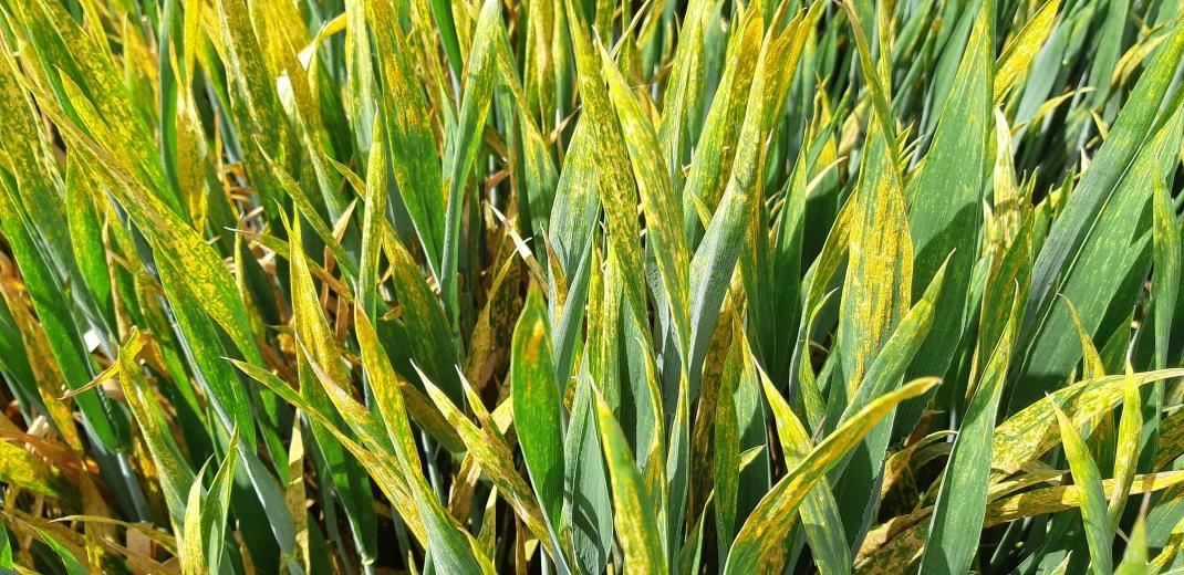 importance-des-produits-de-protection-des-plantes-une-alimentation-saine-et-dexcellente-qualite-en-abondance