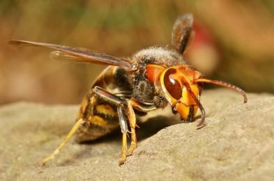 les-insecticides-protegent-les-abeilles